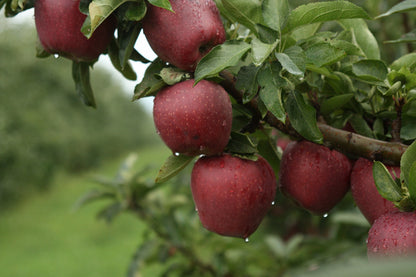 Kauffman Orchards Fresh Red Delicious Apples, Hand-Picked in Our Lancaster County Orchard