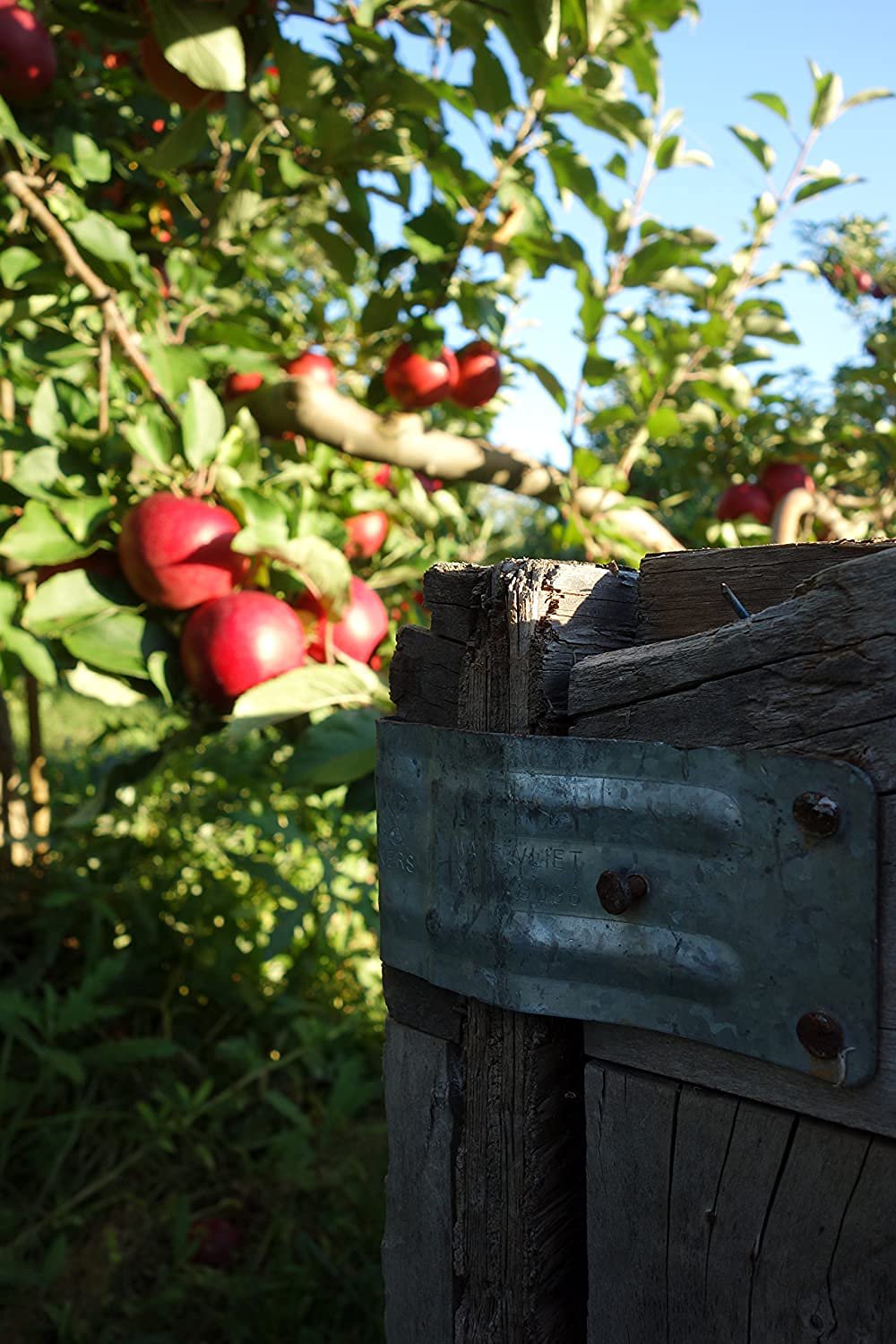 Kauffman Orchards Fresh-Picked Cortland Apples