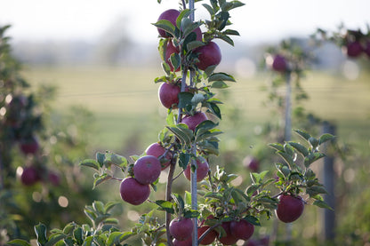 Kauffman Orchards Fresh Arkansas Black Apples, Hand-Picked in Our Lancaster County Orchard