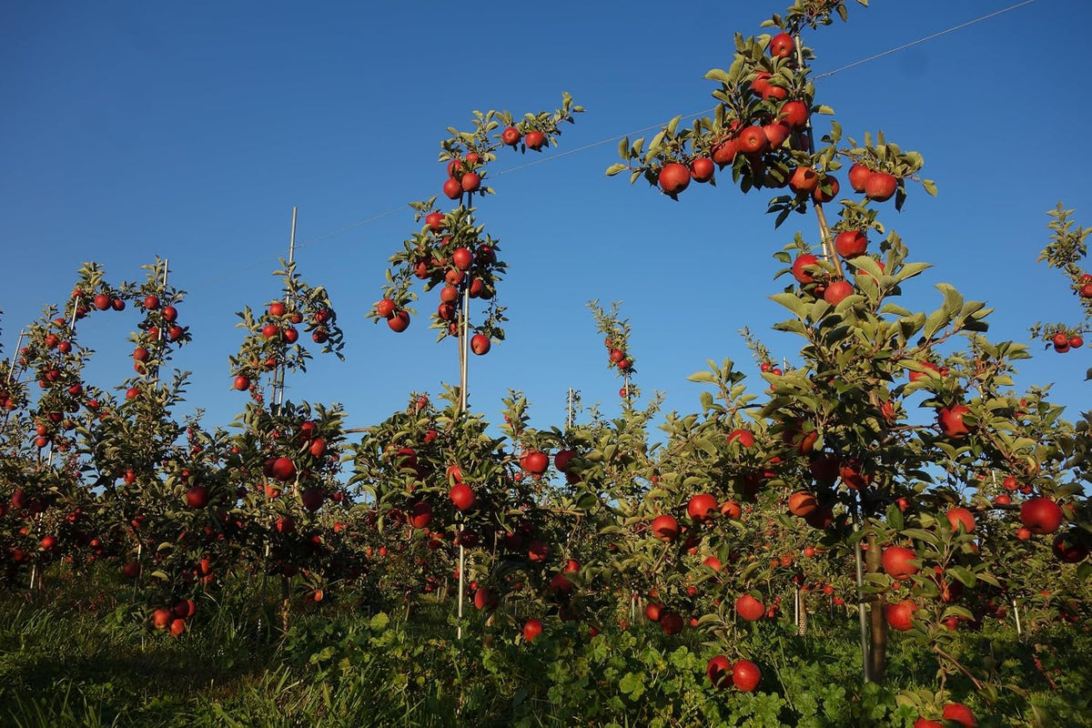 Fresh-Picked Rome Beauty Apples