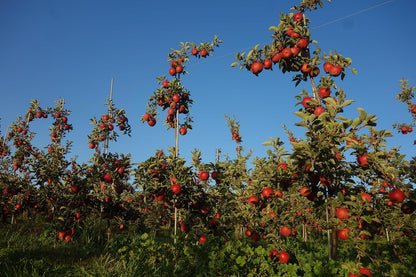 Fresh-Picked Rome Beauty Apples