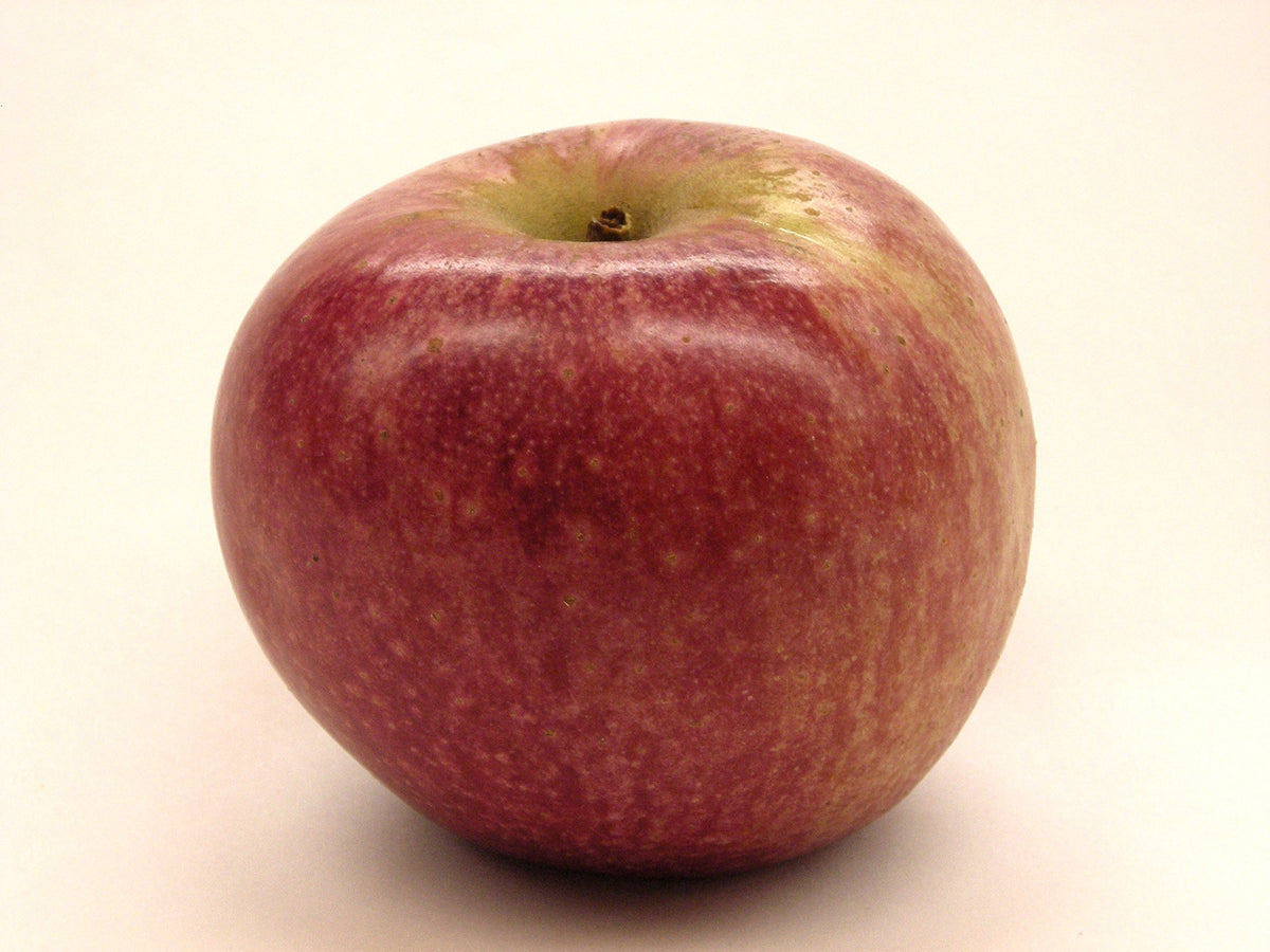 Kauffman Orchards Fresh Stayman Apples, Hand-Picked in Our Lancaster County Orchard