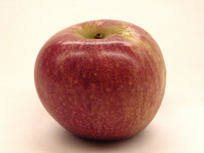 Kauffman Orchards Fresh Stayman Apples, Hand-Picked in Our Lancaster County Orchard
