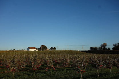 Kauffman Orchards Fresh-Picked Cortland Apples