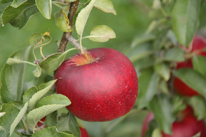 Kauffman Orchards Fresh Arkansas Black Apples, Hand-Picked in Our Lancaster County Orchard