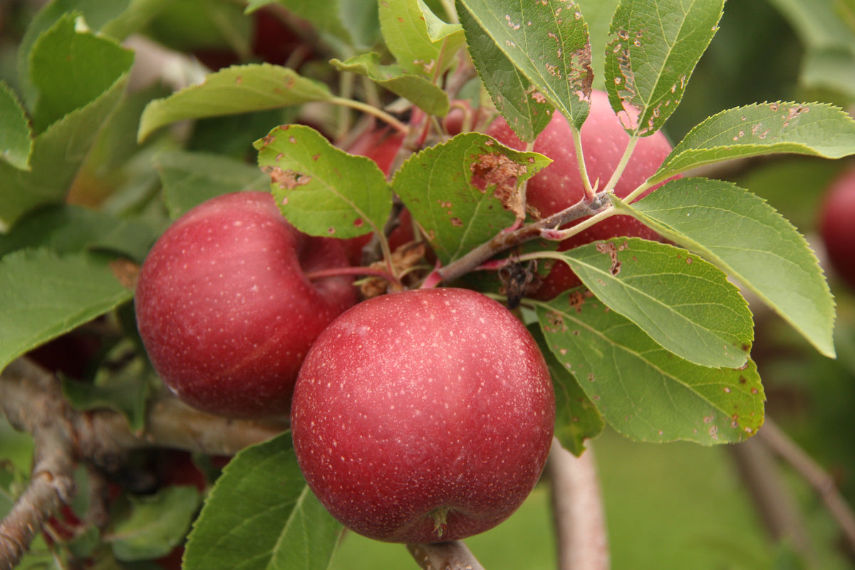 Kauffman Orchards Fresh-Picked Cortland Apples