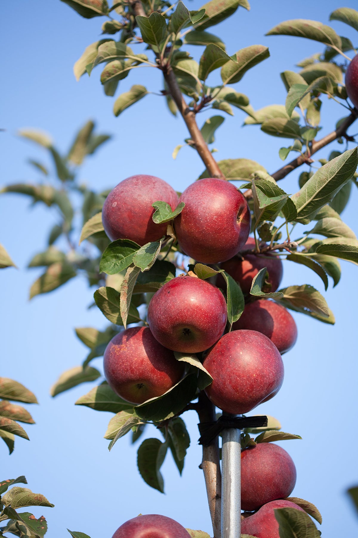 Fresh-Picked Rome Beauty Apples