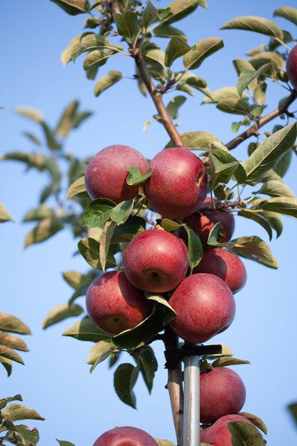 Fresh-Picked Rome Beauty Apples