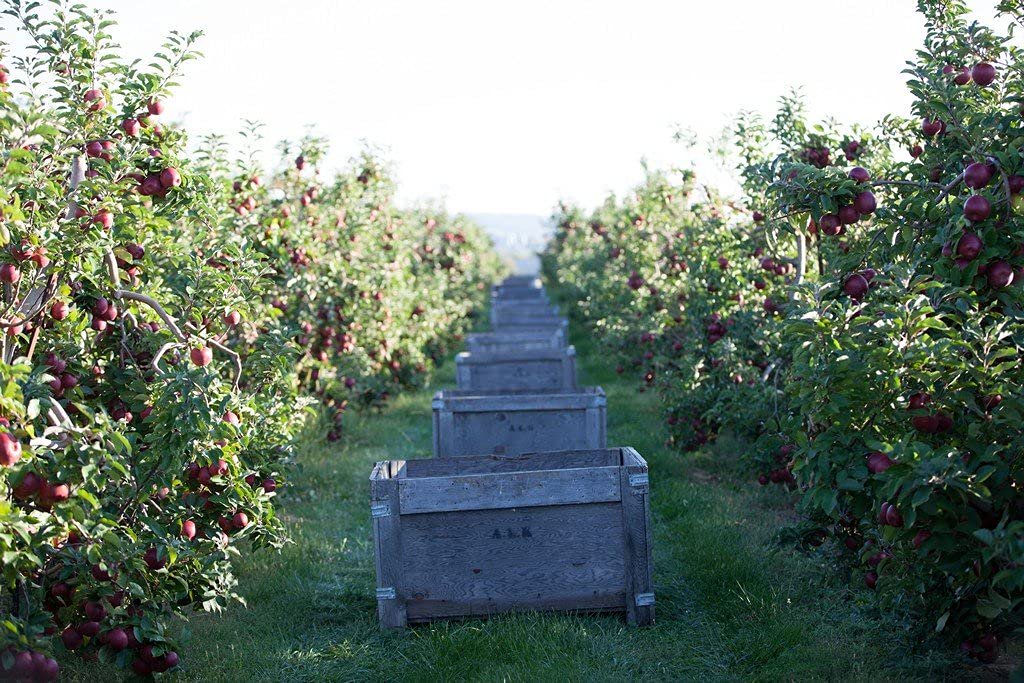Kauffman Orchards Fresh-Picked Cortland Apples