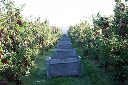 Kauffman Orchards Fresh-Picked Cortland Apples
