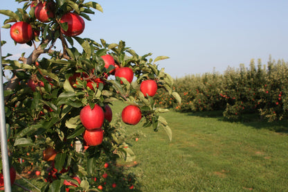 Kauffman Orchards Fresh Jonagold Apples, Hand-Picked in Our Lancaster County Orchard